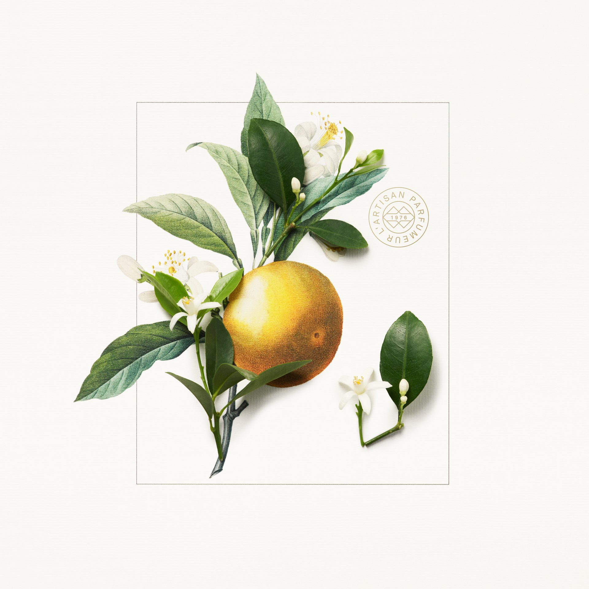 ORANGE BLOSSOM.jpg